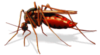 mosquito200.gif (6838 bytes)